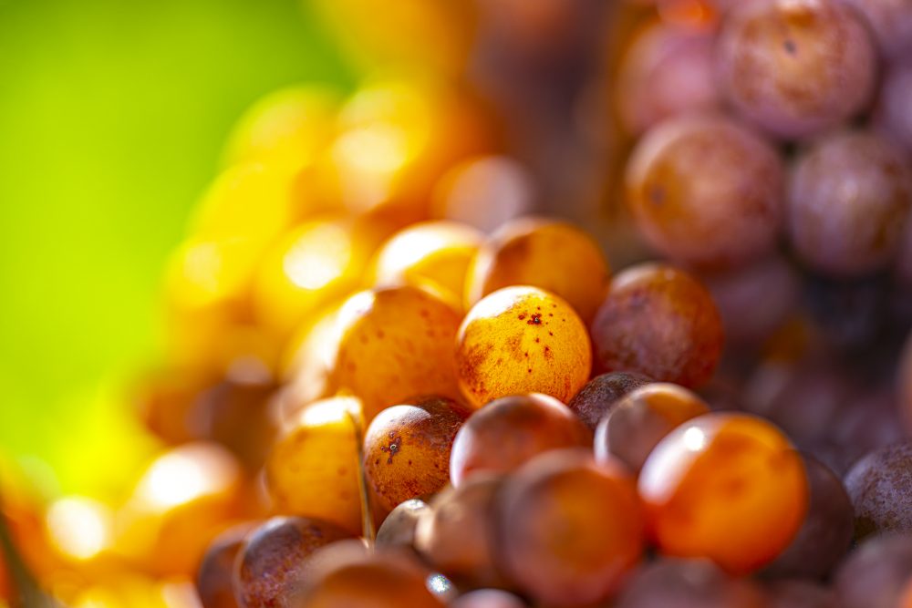 Autumn’s Ambrosia: A Vineyard’s Treasure