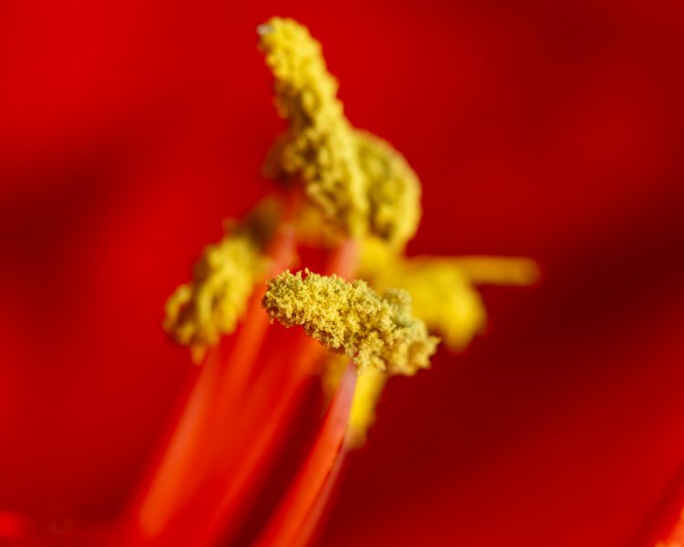 Amaryllis Majesty