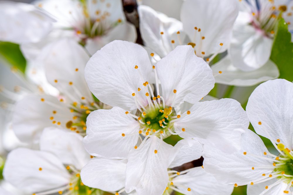 Spring's Whisper: Cherry Blossoms by Torch Lake