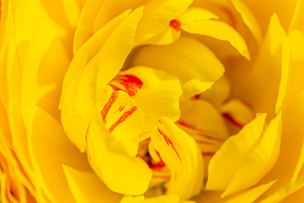 Radiant Yellow Petals: A Macro Perspective