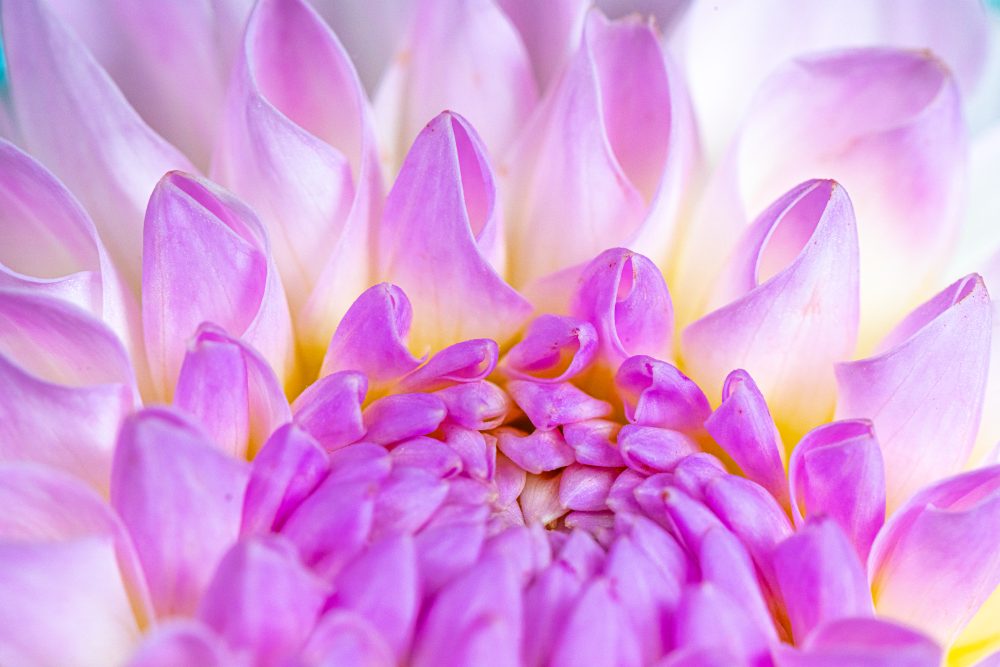 Petals of Elegance: Summer Blossoms