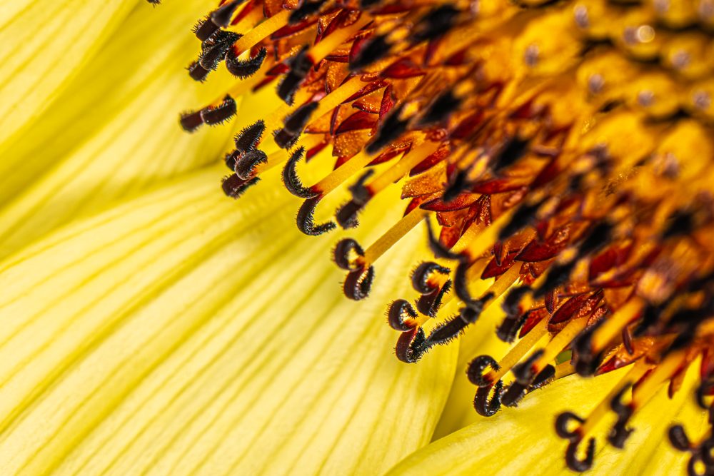 Sunflower Elegance: An Intimate View