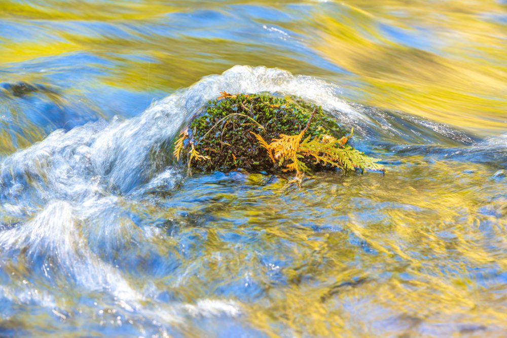 Timeless Tranquilly: Autumn's Palette