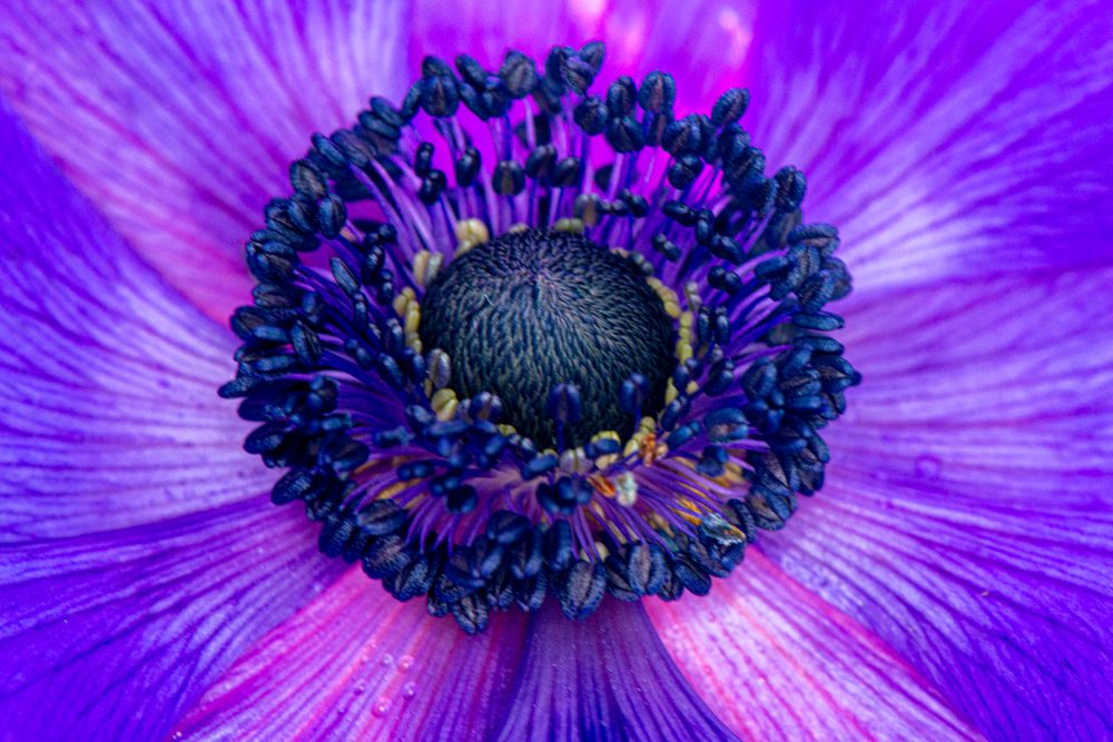 Purple Majesty: An Intimate Floral Portrait