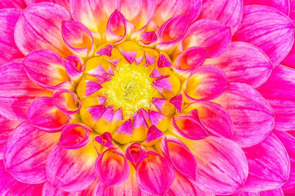 Radiant Dahlia: A Symphony in Pink and Yellow