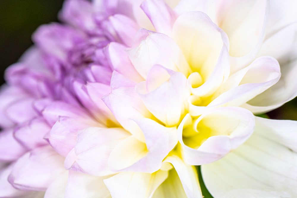 Transition of Hues: White to Purple Petals