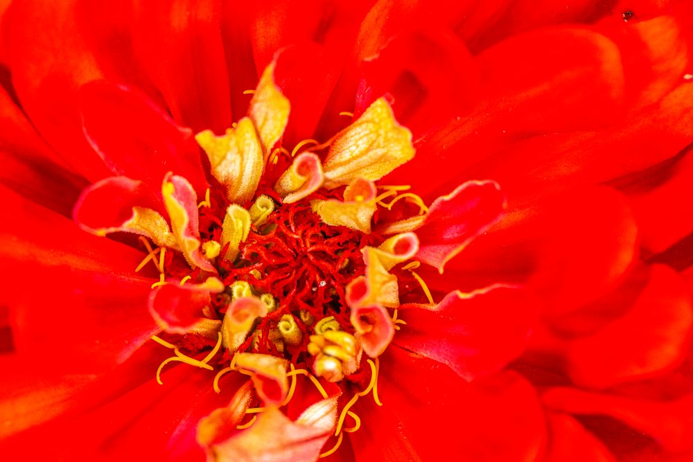 Radiant Red Petals: A Macro Perspective
