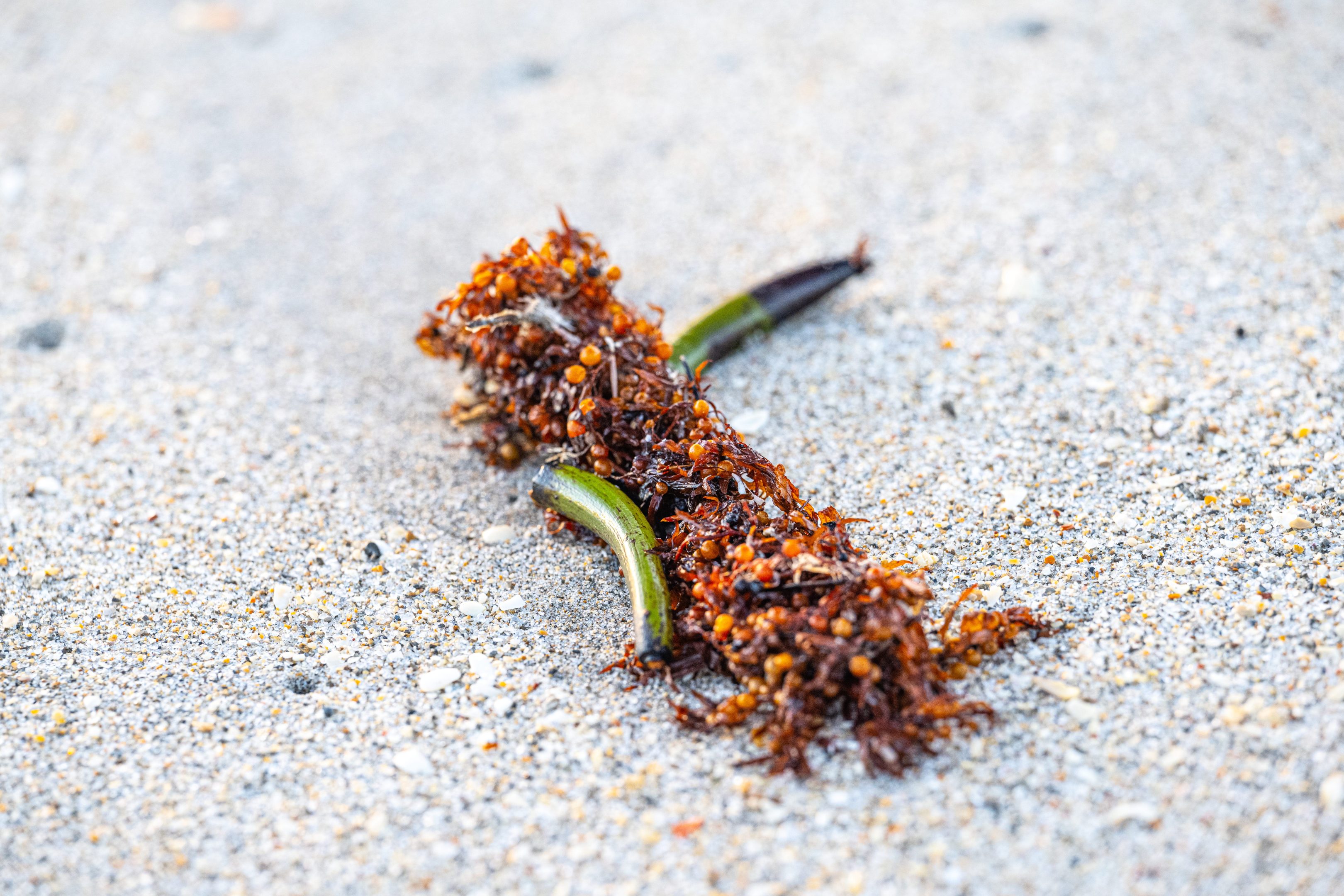 Mangrove Ephemera: A Coastal Still Life