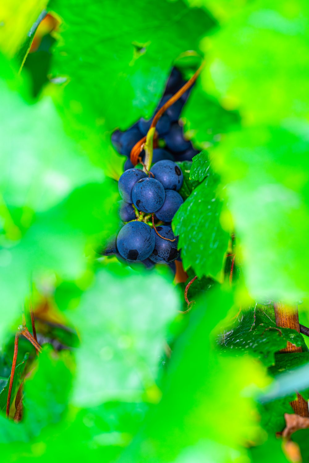 Vineyard's Peekaboo: Nature’s Playful Secret