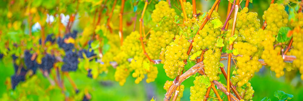 Golden Harvest: Vineyard in October