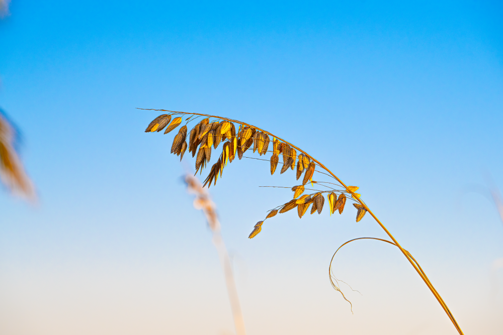The Poetic Arc of Nature