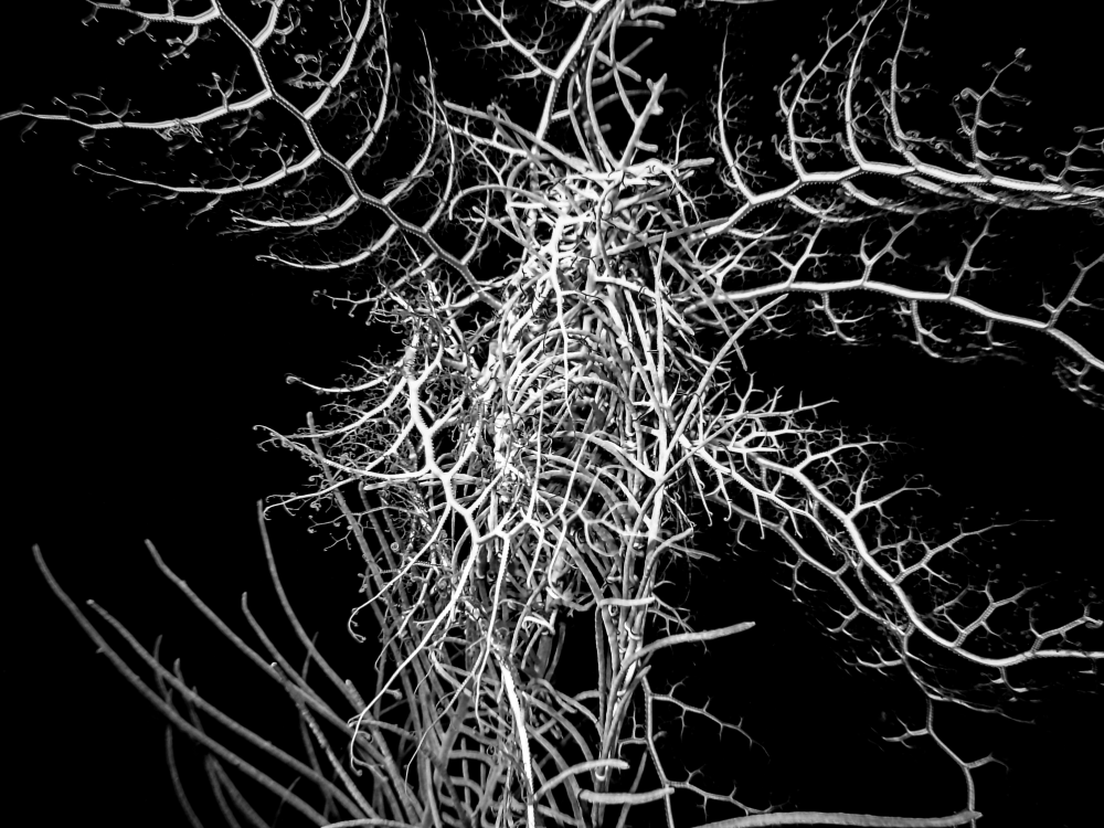 Nocturnal Bloom: Basket Star Unveiled