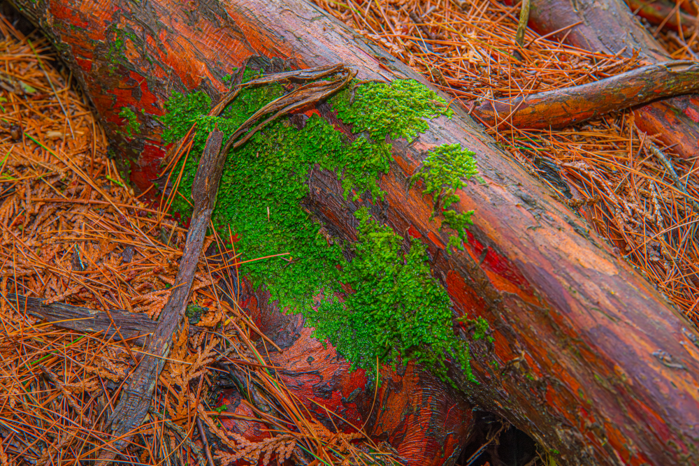 Patina of a Fallen Giant