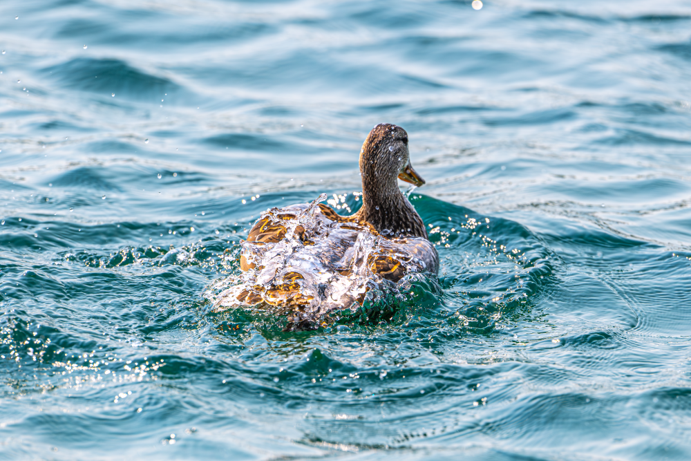 Splashes of Tranquility