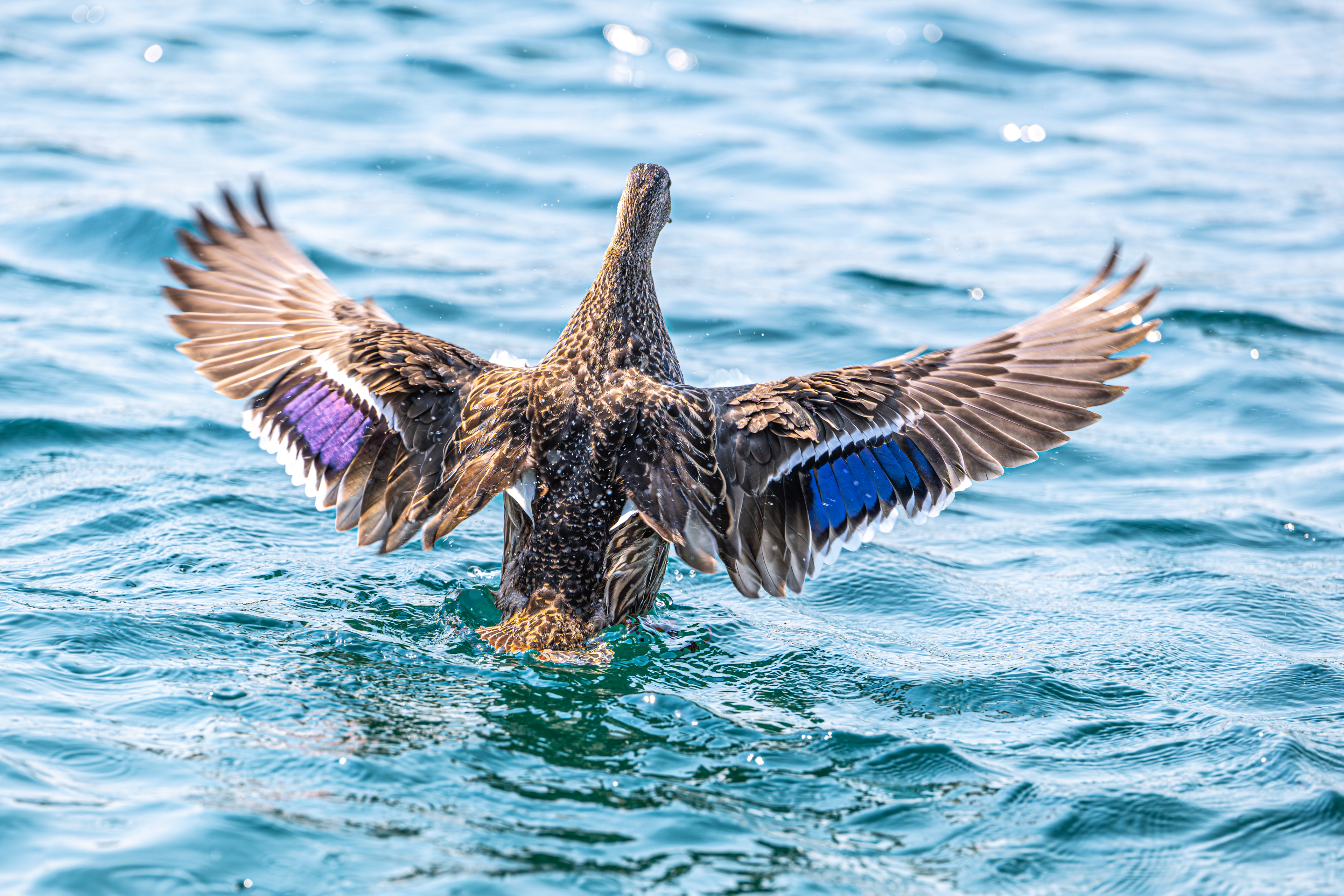 Wings of the Azure Waters