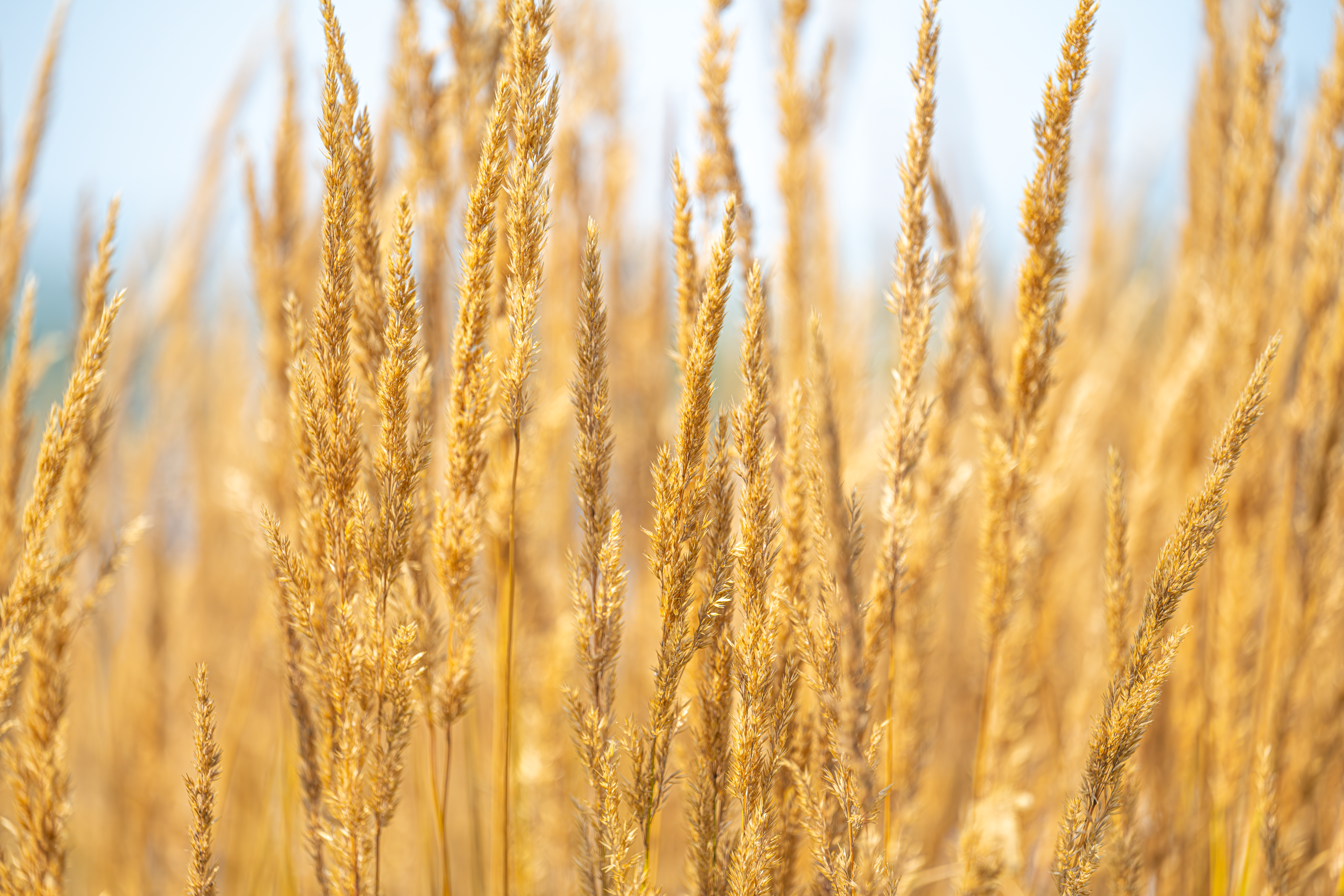 Whispers of Gold