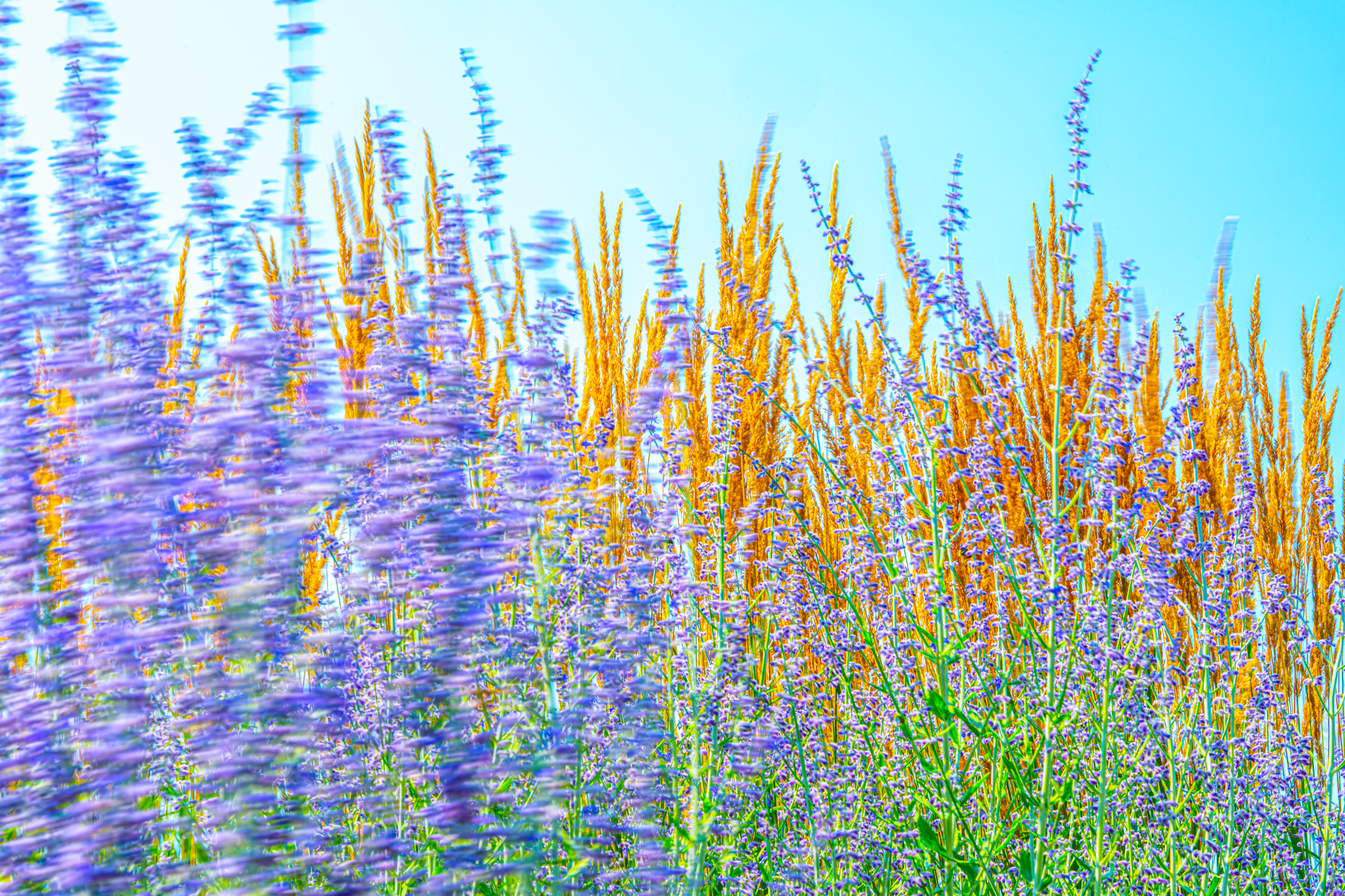 Whispers of Lavender and Gold
