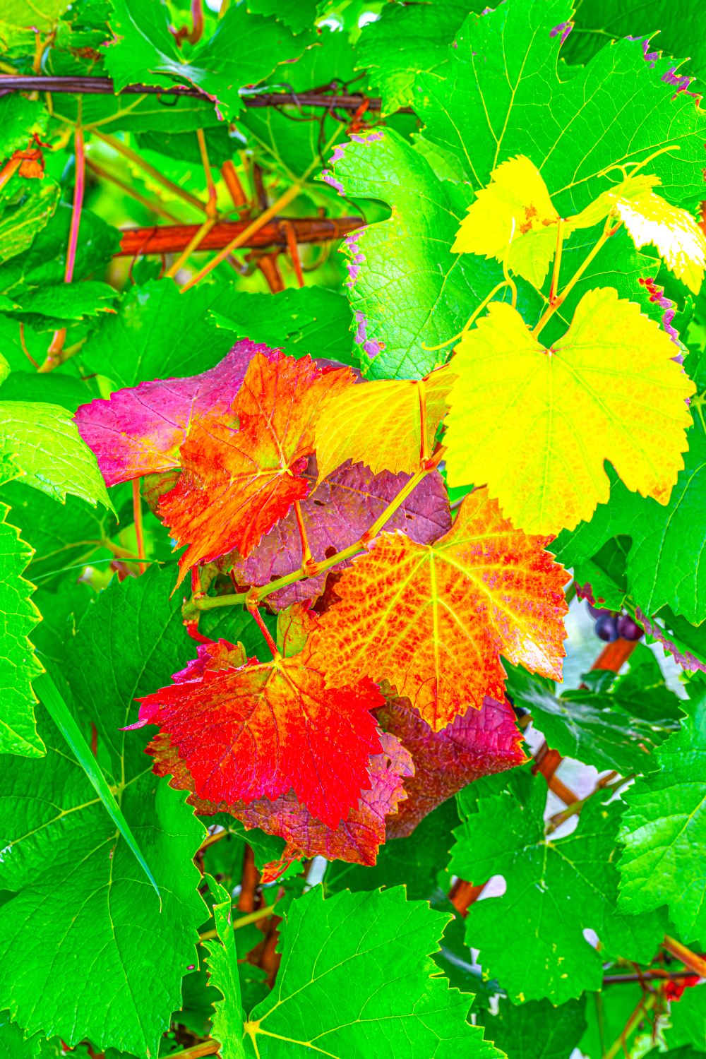Vineyard Leaves Aglow in Autumn Hues