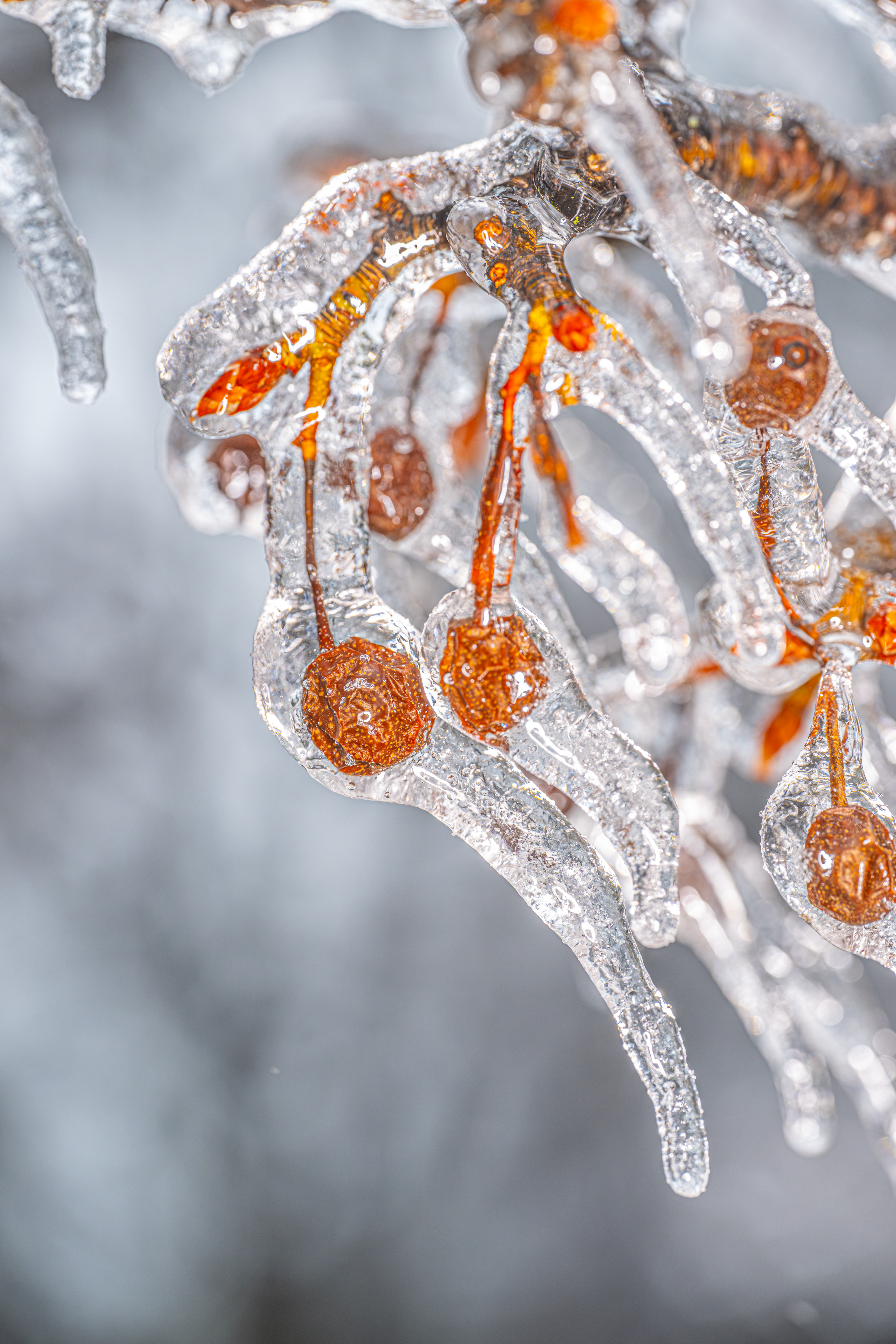 Michigan Ice Storm 2025 – Berry Cold 1