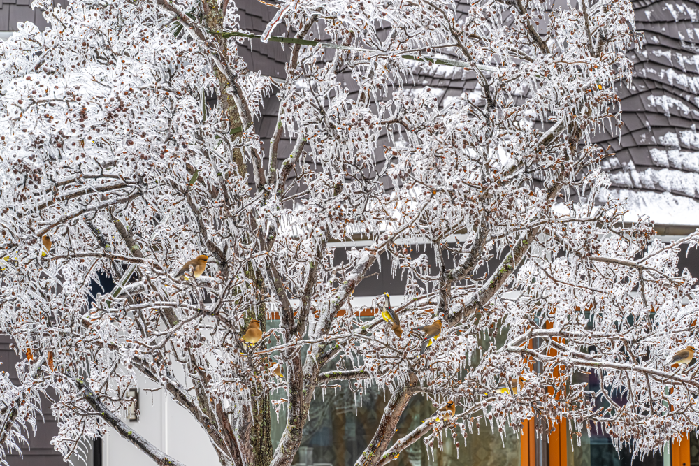 Michigan Ice Storm 2025 - 2 Frostbound  Aviary