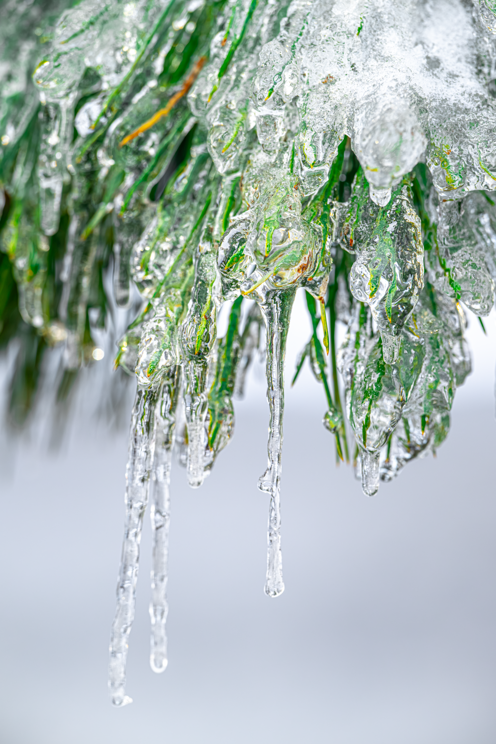 Michigan Ice Storm 2025 – Luxurious Tendrils