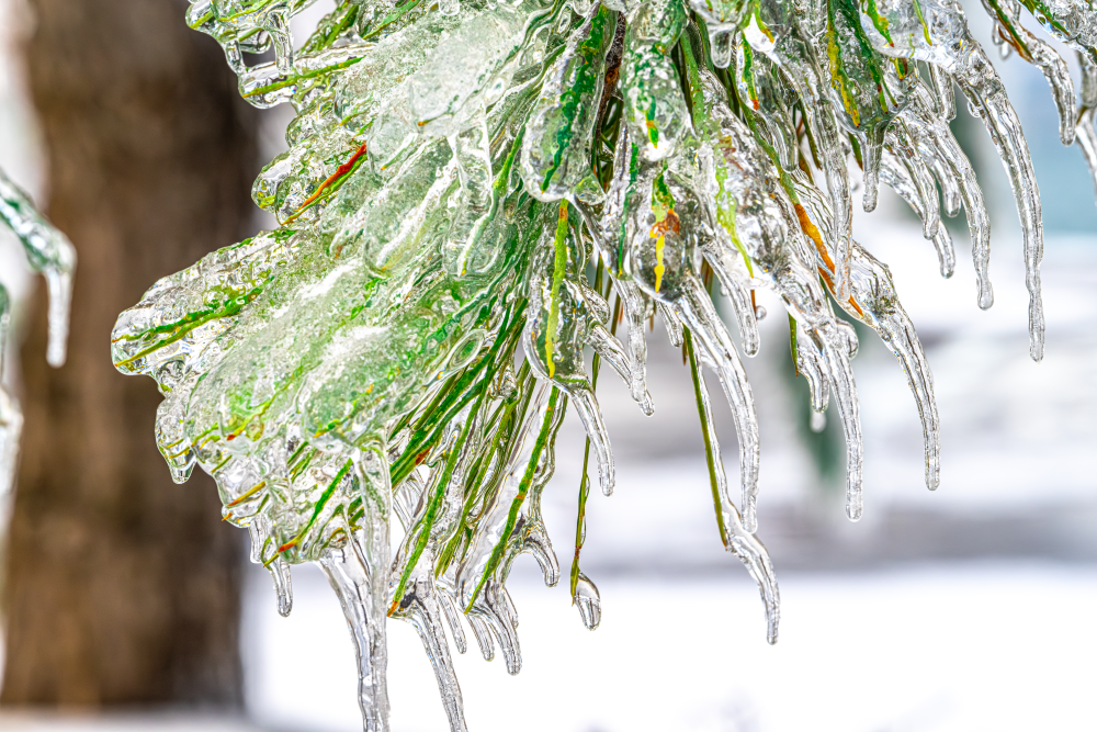 Michigan Ice Storm 2025 – Verdure Veil of Clarity