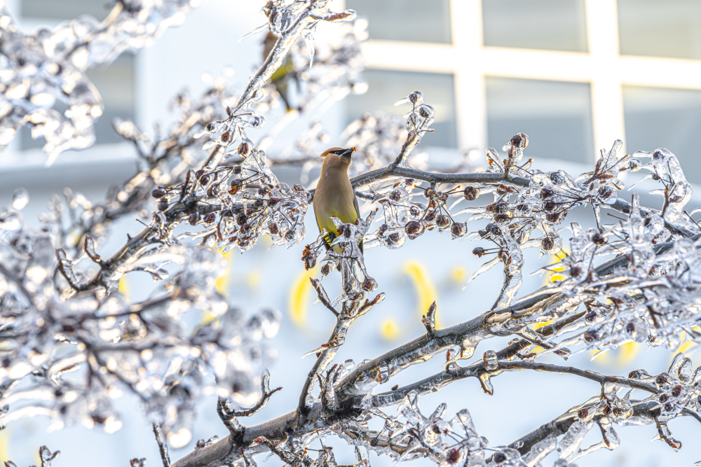 Michigan Ice Storm 2025 - Winter Choir