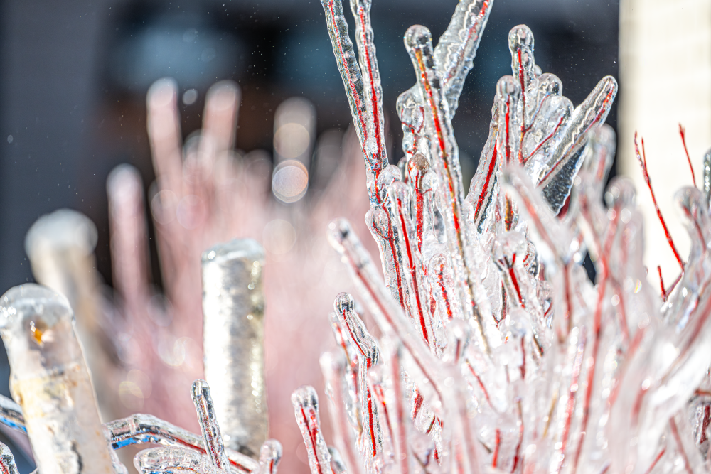 Michigan Ice Storm 2025 – Scarlet in Suspension