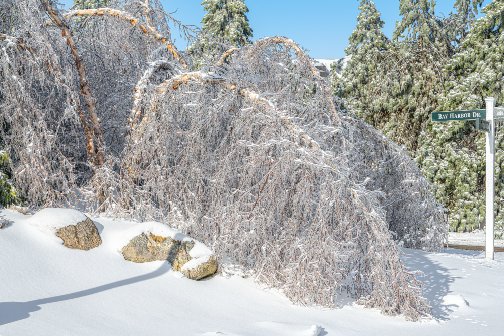 Michigan Ice Storm 2025 – FrostBound Birch Bender